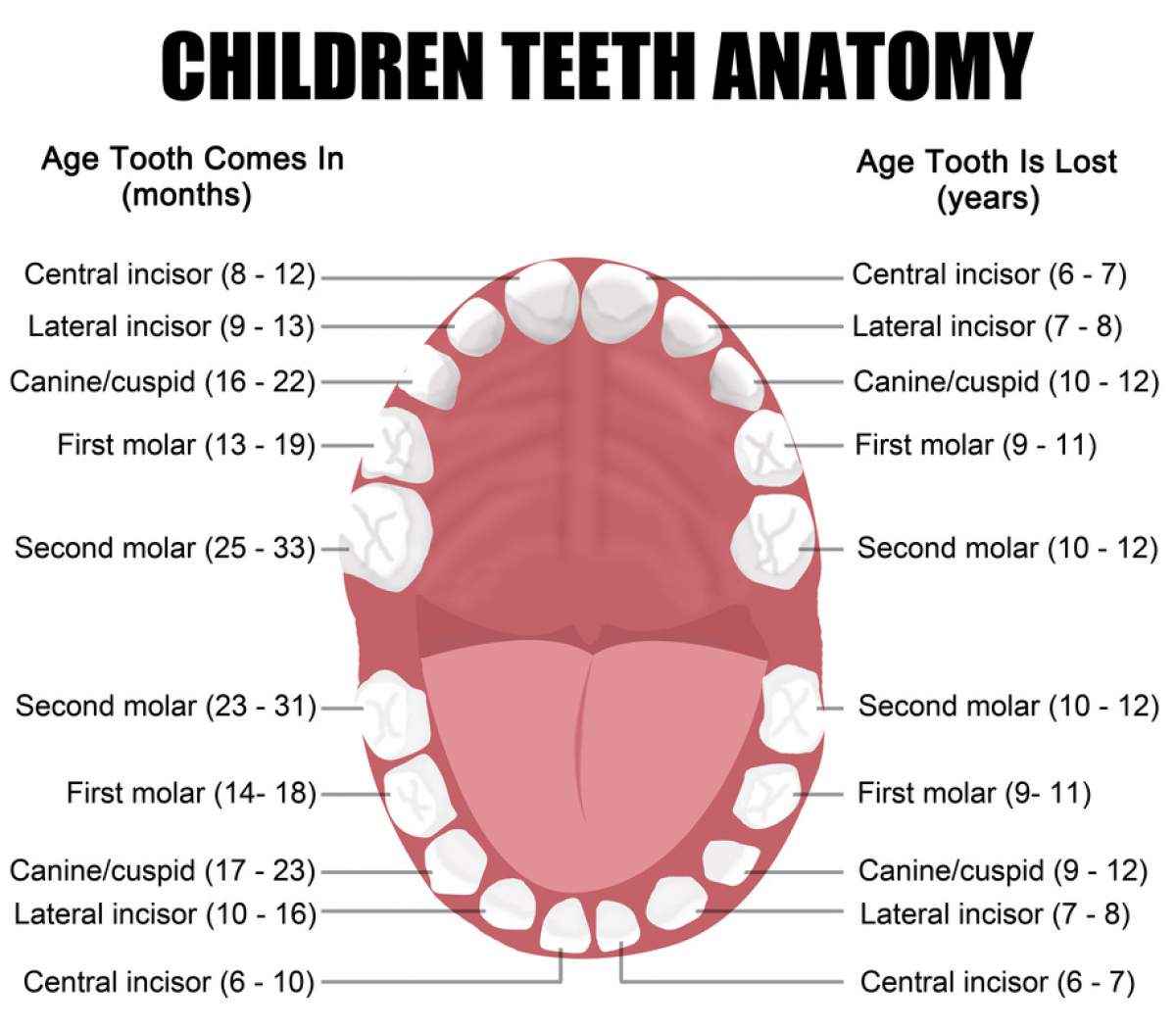 Children Teeth Anatomy Dentist Manhattan NY