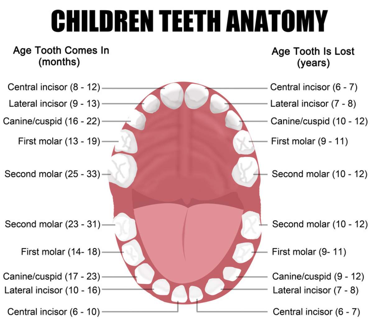 Children Teeth Anatomy 